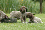 German Wirehaired Pointer