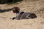 German shorthaired Pointer