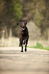 running German shorthaired Pointer