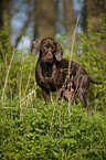 German shorthaired Pointer