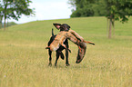 retrieving German shorthaired Pointer