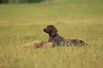 young German shorthaired Pointer