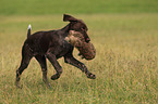 young German shorthaired Pointer at work