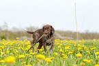 German shorthaired Pointer Puppy