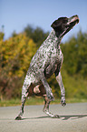 jumping German shorthaired Pointer