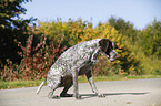 sitting German shorthaired Pointer