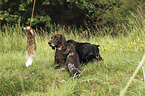 German shorthaired Pointer