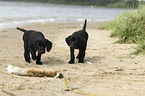 German shorthaired Pointer Puppies
