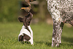 German shorthaired Pointer