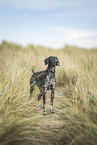 German Shorthaired Pointer