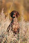 German shorthaired Pointer in autumn