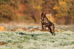 German shorthaired Pointer in autumn