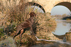 German shorthaired Pointer in autumn