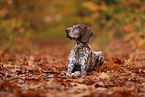 German shorthaired Pointer