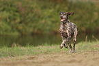 German Shorthaired Pointer