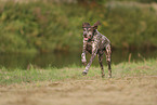 German Shorthaired Pointer