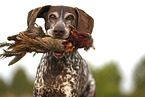 German Shorthaired Pointer