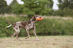 German Shorthaired Pointer