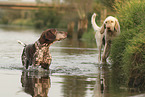 German Shorthaired Pointer