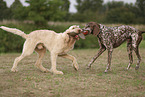 German Shorthaired Pointer