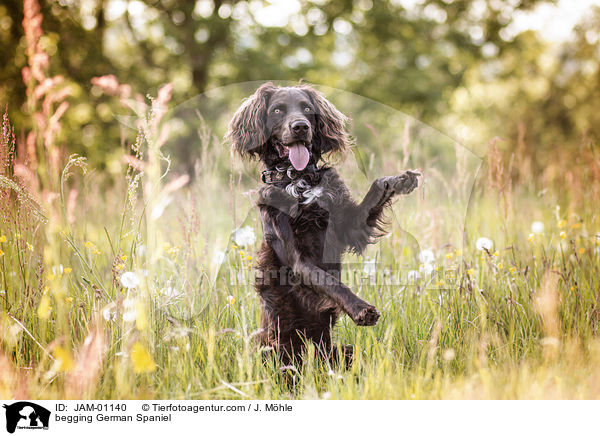 Deutscher Wachtelhund macht Mnnchen / begging German Spaniel / JAM-01140