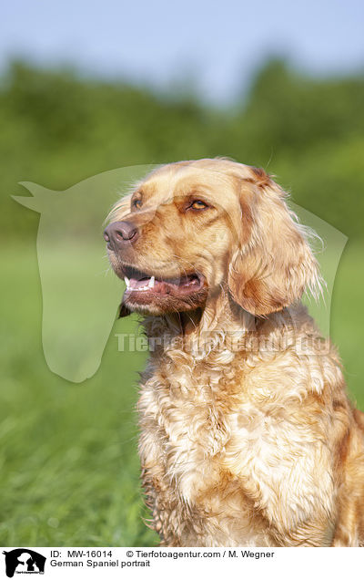 Deutscher Wachtelhund Portrait / German Spaniel portrait / MW-16014