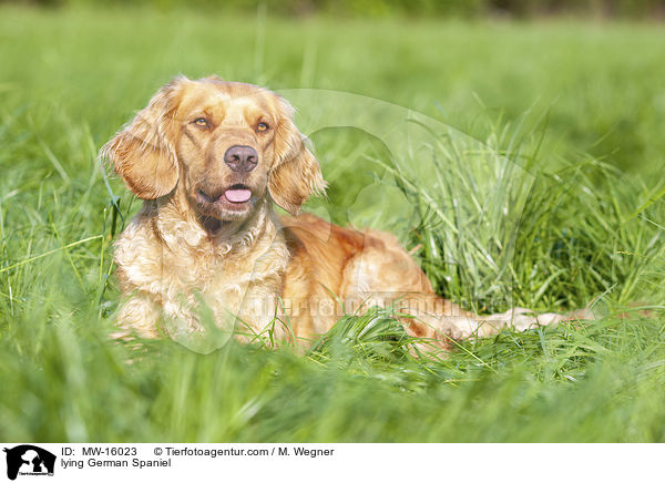 liegender Deutscher Wachtelhund / lying German Spaniel / MW-16023