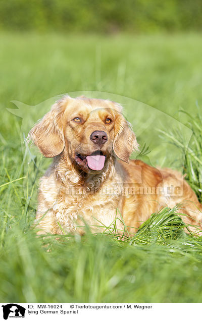 liegender Deutscher Wachtelhund / lying German Spaniel / MW-16024