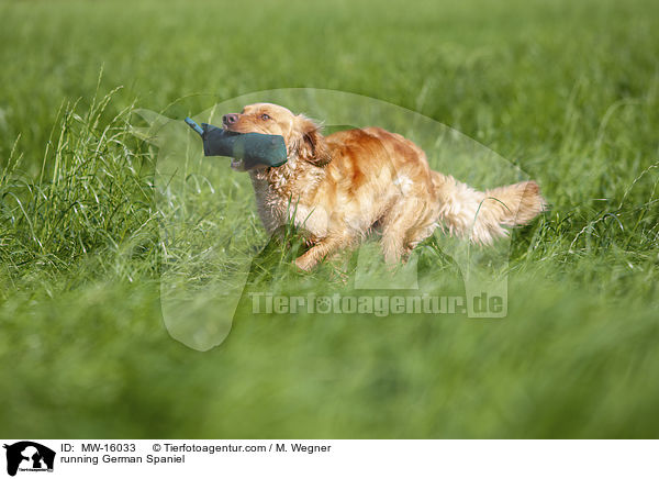 rennender Deutscher Wachtelhund / running German Spaniel / MW-16033