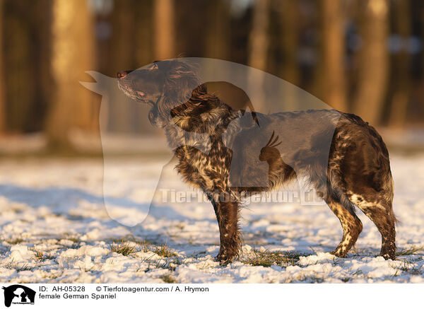 Deutscher Wachtelhund Hndin / female German Spaniel / AH-05328