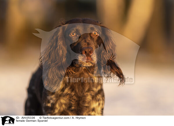 Deutscher Wachtelhund Hndin / female German Spaniel / AH-05336