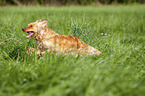 running German Spaniel