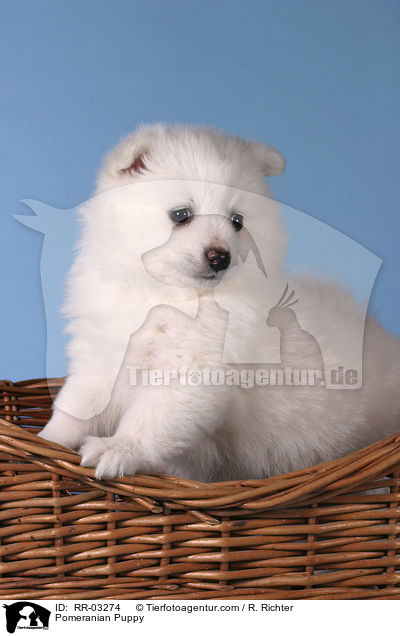 Spitz Welpe / Pomeranian Puppy / RR-03274