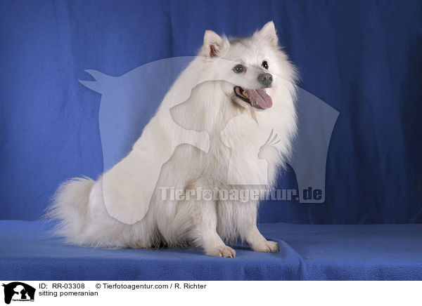 Spitz im Sitz / sitting pomeranian / RR-03308