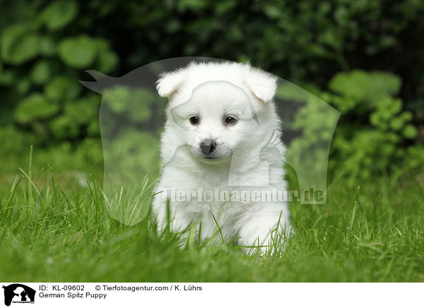 Deutscher Mittelspitz Welpe / German Spitz Puppy / KL-09602