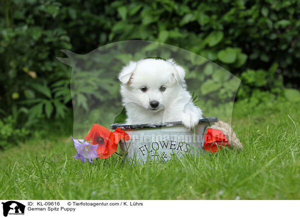 Deutscher Mittelspitz Welpe / German Spitz Puppy / KL-09616