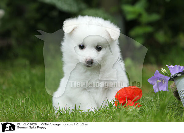 Deutscher Mittelspitz Welpe / German Spitz Puppy / KL-09626