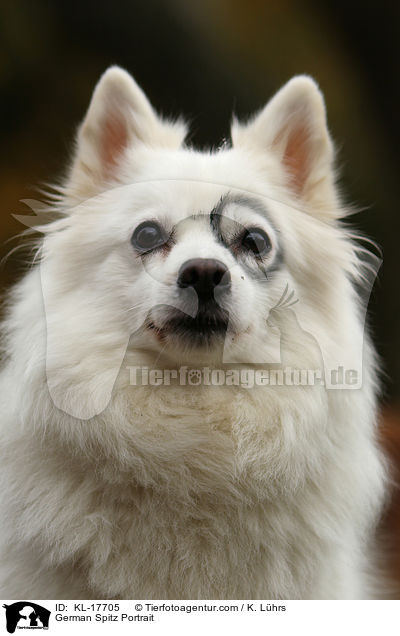 Deutscher Mittelspitz Portrait / German Spitz Portrait / KL-17705