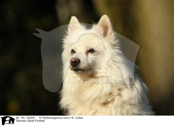 Deutscher Mittelspitz Portrait / German Spitz Portrait / KL-19209