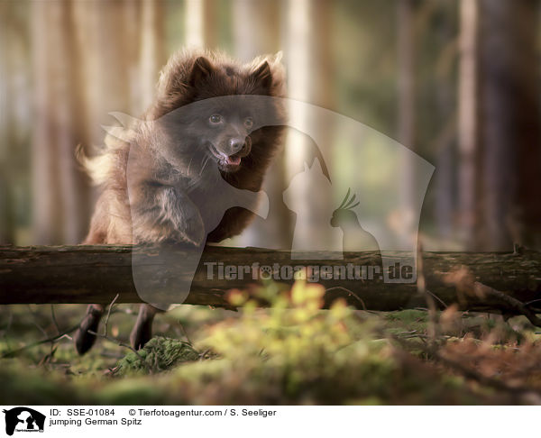 jumping German Spitz / SSE-01084