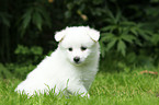 German Spitz Puppy