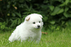 German Spitz Puppy