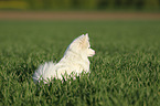 German Spitz Portrait