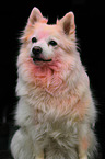 German Spitz Portrait