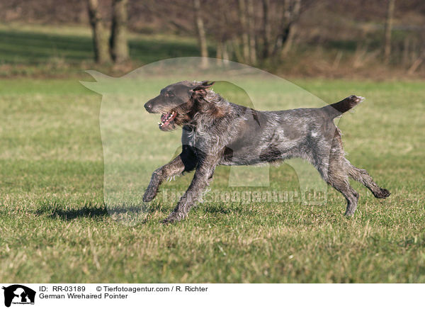 German Wirehaired Pointer / RR-03189