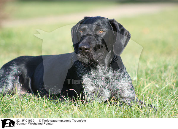 German Wirehaired Pointer / IF-01659