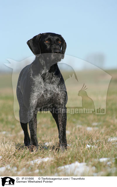 Deutsch Drahthaar / German Wirehaired Pointer / IF-01666