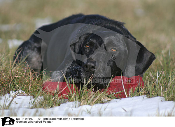 Deutsch Drahthaar / German Wirehaired Pointer / IF-01667