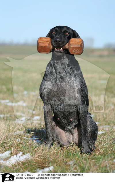 sitzender Deutsch Drahthaar / sitting German wirehaired Pointer / IF-01670