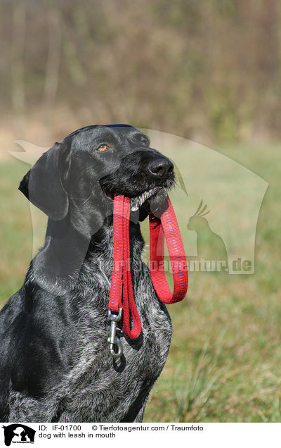 Hund trgt Leine im Maul / dog with leash in mouth / IF-01700